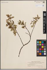 Foto von Salix chlorostachya Turcz.